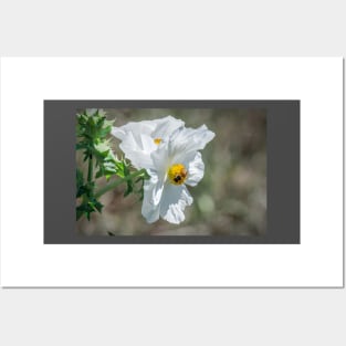 White Prickly Poppy Pollinator by Debra Martz Posters and Art